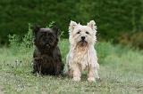 CAIRN TERRIER 535